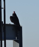 Buzzard Perching